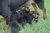 Offspring F